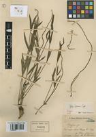 Isotype of Pfaffia gleasonii Suess. [family AMARANTHACEAE]