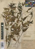 Isotype of Alternanthera altacruzensis Suess. [family AMARANTHACEAE]