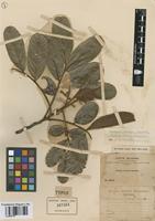 Type of Cupania bangii F.A. Barkley [family SAPINDACEAE]