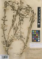 Rorippa palustris (L.) Besser [family BRASSICACEAE]