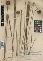 Paratype of Schoenocephalium teretifolium Maguire [family RAPATACEAE]