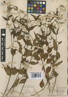 Isotype of Alternanthera altacruzensis Suess. [family AMARANTHACEAE]