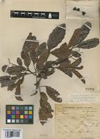 Type of Cupania cardenasii F.A. Barkley [family SAPINDACEAE]