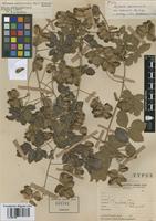 Type of Serjania meridionalis Cambess. var. o'donelli F.A. Barkley [family SAPINDACEAE]