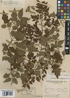 Type of Serjania araquei F.A. Barkley [family SAPINDACEAE]