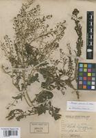 Rorippa palustris (L.) Besser [family BRASSICACEAE]