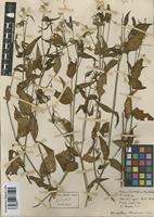Isotype of Alternanthera altacruzensis Suess. [family AMARANTHACEAE]