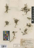 Rorippa nana (Schltdl.) J.F. Macbr. [family BRASSICACEAE]