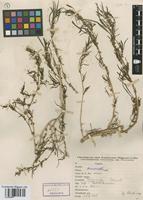 Holotype of Amaranthus persimilis Hunz. [family AMARANTHACEAE]
