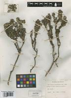 Isotype of Aster crassifolius Klatt [family COMPOSITAE]