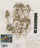 Rorippa nana (Schltdl.) J.F. Macbr. [family BRASSICACEAE]