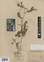 Rorippa palustris (L.) Besser [family BRASSICACEAE]