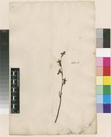 Lectotype of Ophrys insectifera L. var. myodes L. [family ORCHIDACEAE]