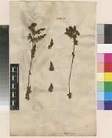 Lectotype of Osmunda claytoniana L. [family OSMUNDACEAE]