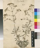 Lectotype of Galium glaucum L. [family RUBIACEAE]