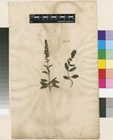 Lectotype of Veronica spicata L. [family PLANTAGINACEAE]