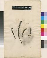 Lectotype of Veronica serpyllifolia L. [family PLANTAGINACEAE]