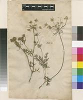 Filed as Daucus muricatus (L.) L. [family APIACEAE]