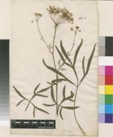 Filed as Sium falcaria L. [family APIACEAE]