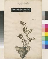 Lectotype of Euphorbia thymifolia L. [family EUPHORBIACEAE]
