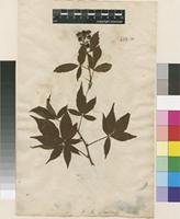 Lectotype of Rubus canadensis L. [family ROSACEAE]
