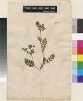 Lectotype of Potentilla bifurca L. [family ROSACEAE]