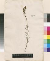 Neotype of Antirrhinum sparteum L. [family PLANTAGINACEAE]