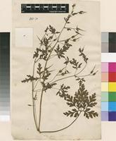 Lectotype of Geranium robertianum L. [family GERANIACEAE]