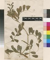 Lectotype of Vicia sativa L. var. sativa L. [family FABACEAE]