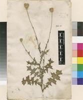 Lectotype of Carduus argentatus L. [family ASTERACEAE]