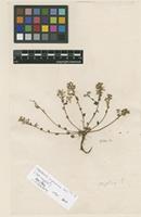 Filed as Cochlearia indet. [family BRASSICACEAE]
