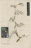 Filed as Vicia peregrina L. [family FABACEAE]