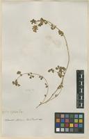 Filed as Lotus cytisoides L. [family FABACEAE]