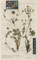 Filed as Potentilla aurea L. [family ROSACEAE]