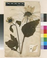 Lectotype of Helianthus annuus L. [family ASTERACEAE]