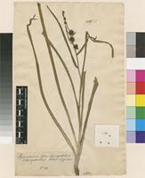 Filed as Sparganium erectum L. [family TYPHACEAE]