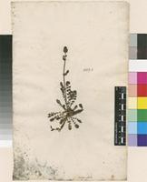 Lectotype of Poterium sanguisorba L. [family ROSACEAE]