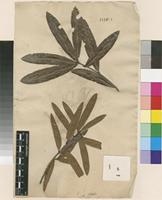 Filed as Quercus phellos L. [family FAGACEAE]
