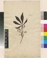 Lectotype of Jatropha manihot L. [family EUPHORBIACEAE]