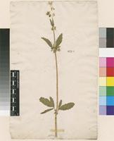 Filed as Cannabis sativa L. [family CANNABACEAE]