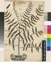 Lectotype of Schinus molle L. [family ANACARDIACEAE]