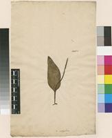 Lectotype of Ophioglossum vulgatum L. [family OPHIOGLOSSACEAE]