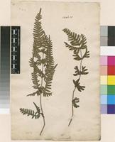 Filed as Pteris semipinnata L. [family PTERIDACEAE]