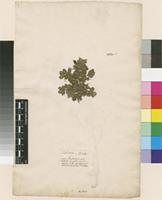 Lectotype of Marsilea natans L. [family MARSILEACEAE]
