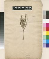 Lectotype of Lycopodium nudum L. [family LYCOPODIACEAE]