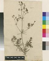 Filed as Galium glaucum L. [family RUBIACEAE]