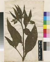 Lectotype of Symphytum officinale L. [family BORAGINACEAE]