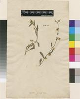 Lectotype of Convolvulus pentapetaloides L. [family CONVOLVULACEAE]