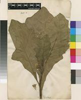 Lectotype of Solanum macrocarpon L. [family SOLANACEAE]