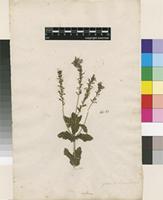Filed as Veronica austriaca L. [family PLANTAGINACEAE]